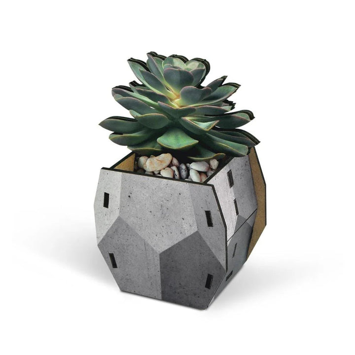 Fred & Friends Home Decor Pop Plant Pencil Holder - Echeveria
