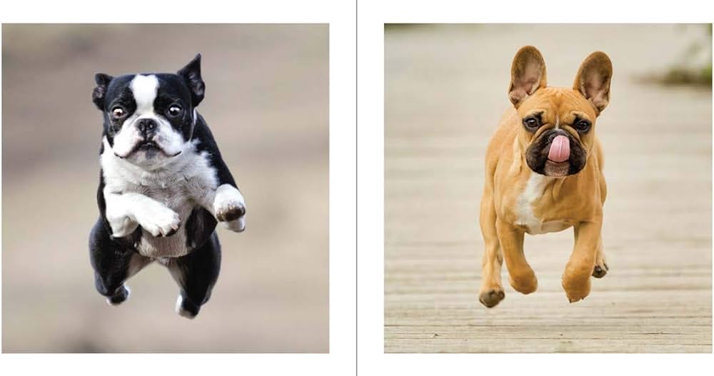 Hachette - Chronicle Books Books Cute Animals for Hard Times