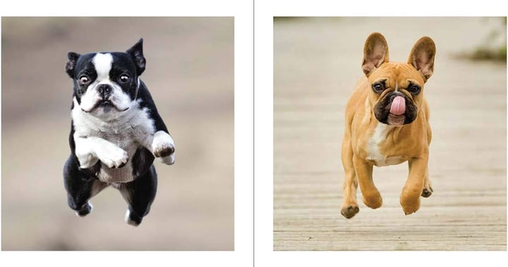 Hachette - Chronicle Books Books Cute Animals for Hard Times