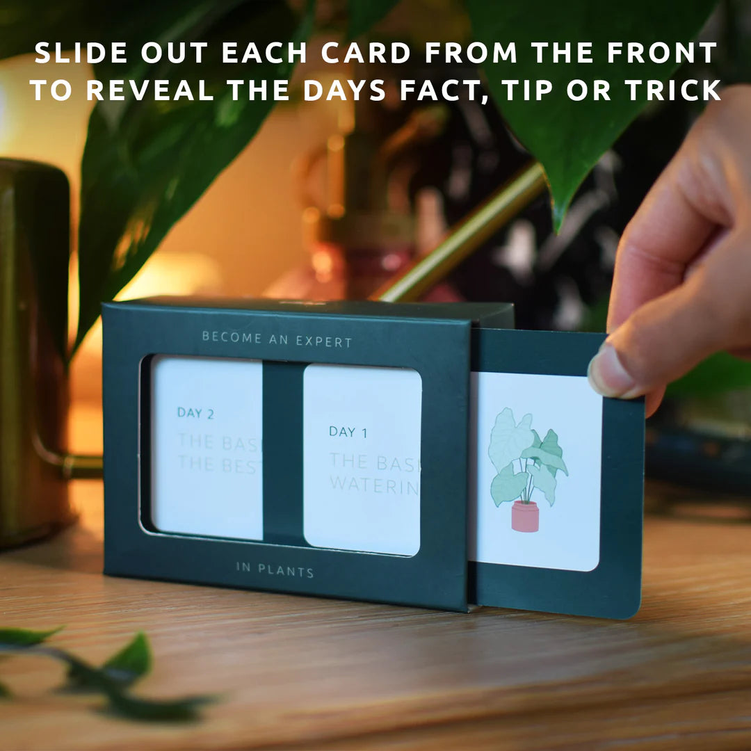 Pikkii Home Decor Become an Expert in Plants in 90 Days Slide Box