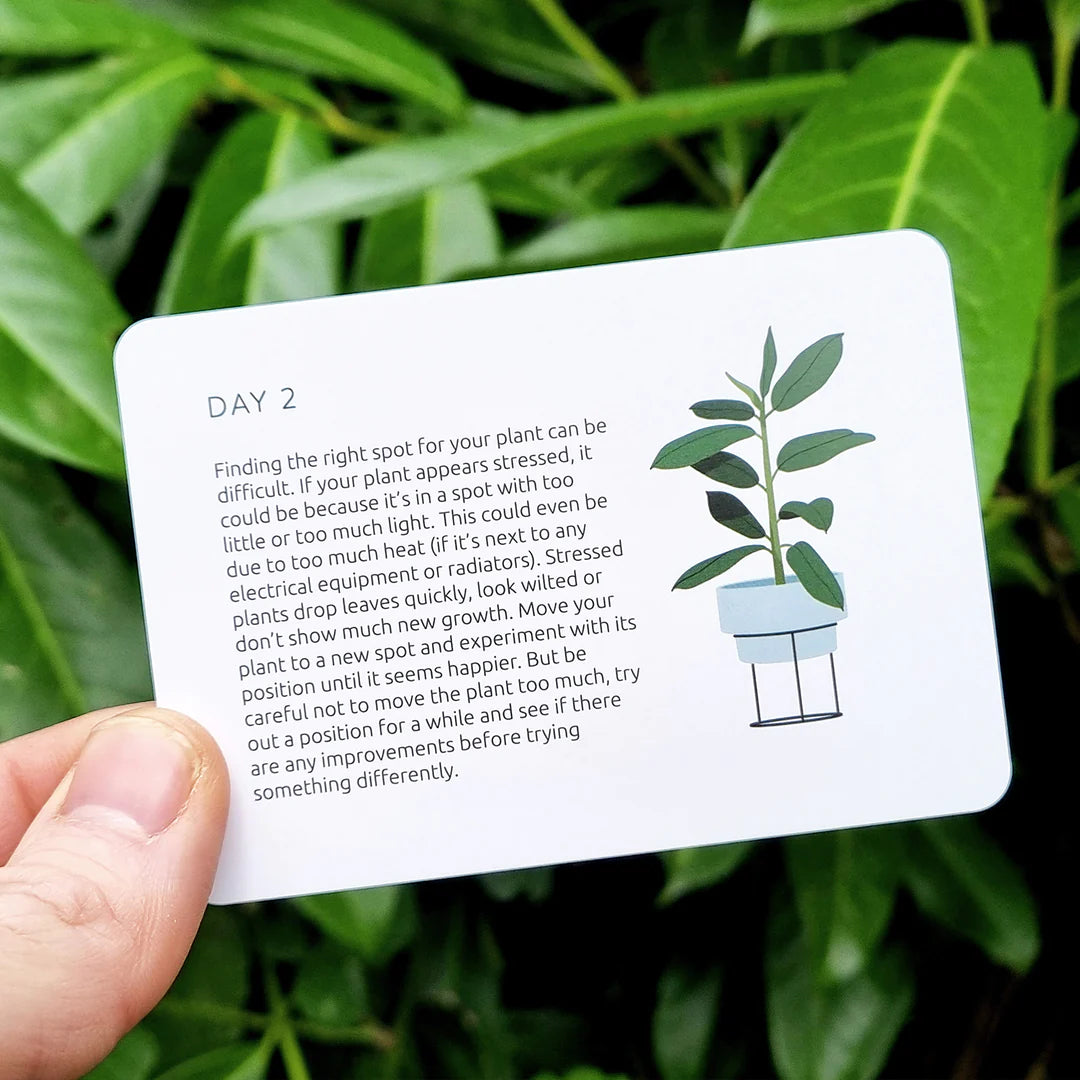 Pikkii Home Decor Become an Expert in Plants in 90 Days Slide Box