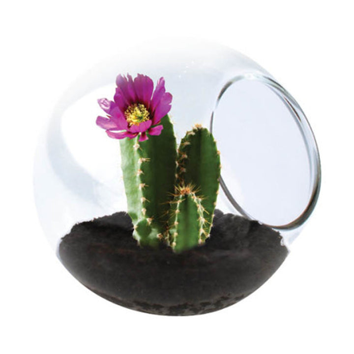 Silver Circle Products Toy Science Tiny Terrarium Cactus Robust Hedgehog