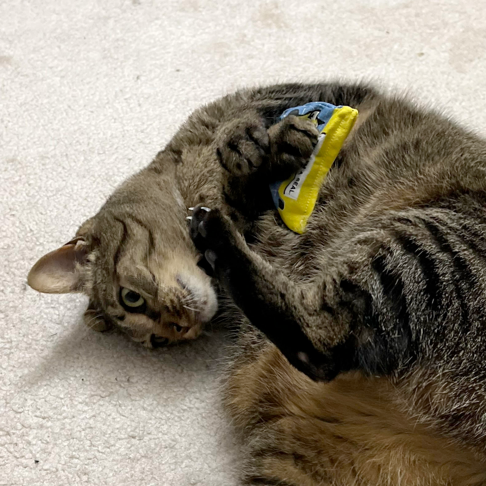 Blue Q Funny Novelties Organic Catnip